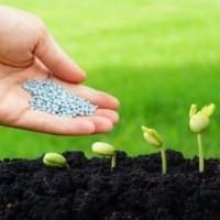 Soil and fertilizer